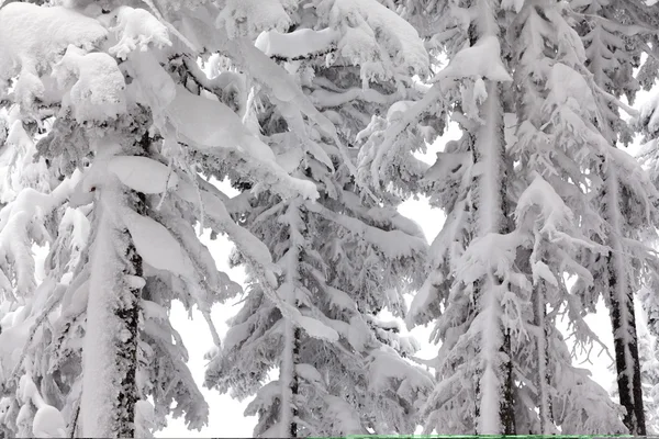 Karların altındaki fidan ağaçları. — Stok fotoğraf
