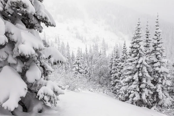 Alberi di abete sotto la neve. — Foto Stock