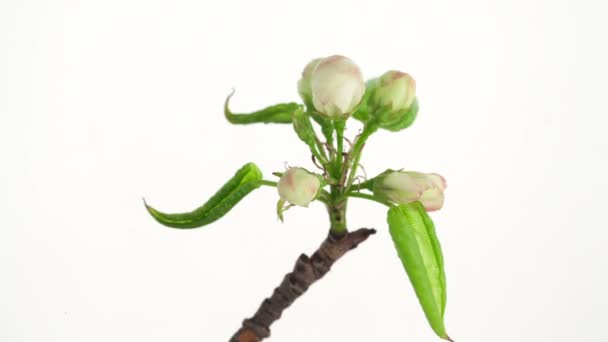 El lapso de tiempo de una flor de ciruela en flor — Vídeo de stock