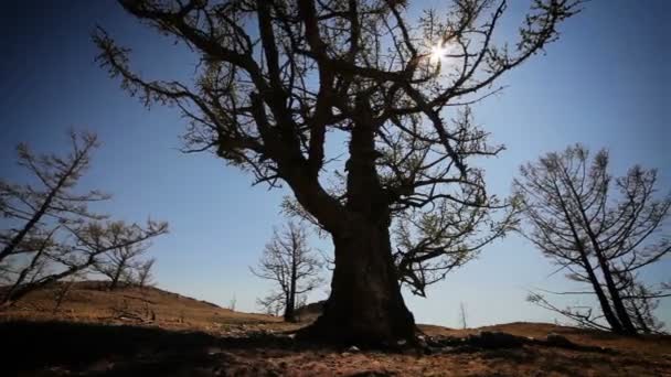 Träd på en gul kulle med sol på blå himmel bakgrund. — Stockvideo