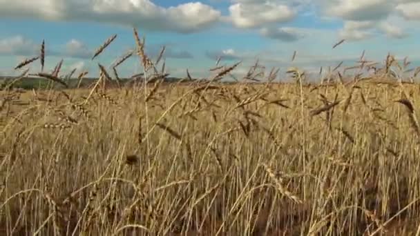 Espigas de trigo en un campo. — Vídeo de stock