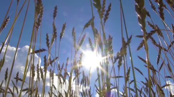 épis de blé sur un champ.