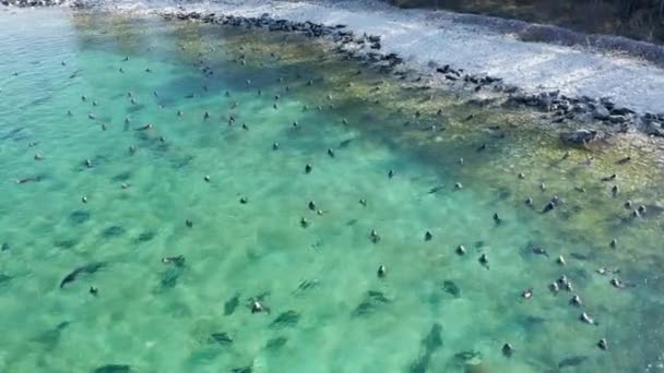 シール・ネルパはバイカル湖で泳ぐ。ウシュカニー諸島の湖岸にある巨大なプサ・シビリカの群れの上空からの空中ドローンの眺め. — ストック動画