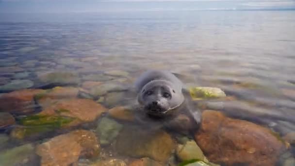 Vista de cerca de la pequeña foca nerpa bebé nadar en el lago Baikal. Descansen en la orilla del lago en la playa de piedra. — Vídeos de Stock