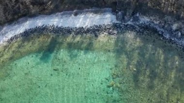 Sahilde yatan ve yüzen bir fok kolonisi, berrak mavi sularda yüzer. Baykal 'dan Nerpa pusa sibirica