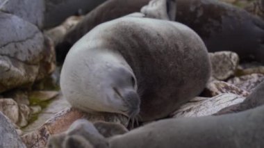 Nerpa 'yı kaya portresi üzerinde dinlendir. Aslan kameraya gözleriyle bak. Vahşi buzağı hayvanı yakın plan. Pusa