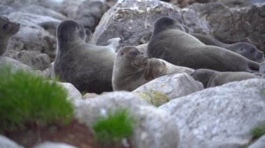Seal nerpa taş plajda yatıyor. Baykal Gölü 'nün birkaç aslanı dinleniyor. Tembel memeli.