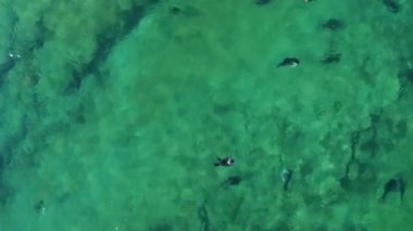 Seal nerpa temiz suda yüzer, insansız hava aracı uçuşu yapar. Baykal 'daki Pusa sibirica şeffaf mavi