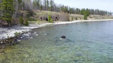 Nerpa 'yı göl kıyısındaki Baykal sahili hava manzarasına kapatın. Deniz aslanı suya atlayıp yüzer. Koloni