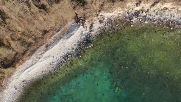 Kolonia fok spoczywa na kamiennej plaży i pływa w czystej wodzie, dron powyżej. Nerpa endemiczne na Baikal — Wideo stockowe
