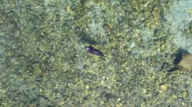 Suda yüzmek, Aslan Nerpa 'nın havadan takip eden görüntüsü. Şeffaf bir tatlı su buzağı.