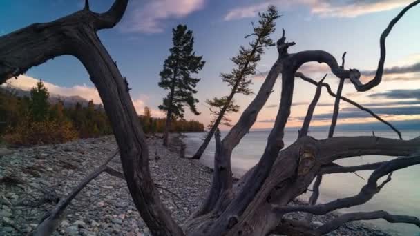 Jezero Bajkal pobřeží pláž s lesem křivý strom, krajina čas vypršel. Záhadné jezero oblázkové pobřeží — Stock video