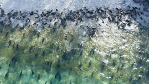 Selo descansar na praia e nadar em água do lago, voo aéreo. Nerpa em água azul clara de Baikal. Drone. — Vídeo de Stock