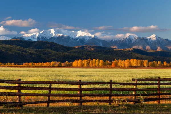 Campo verde contro le montagne di neve all'alba — Foto Stock