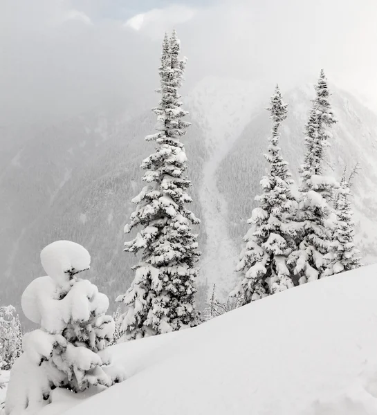 Abete nevoso alla montagna — Foto Stock