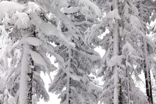 Alberi coperti di neve — Foto Stock