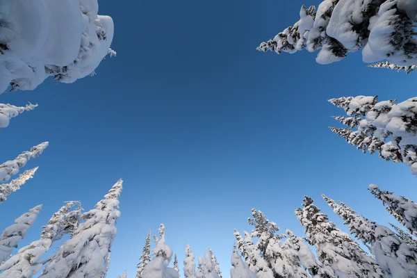 Abeti nevosi contro il cielo blu — Foto Stock