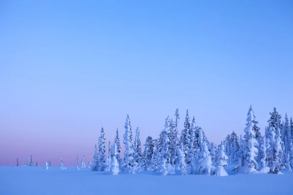 Foresta innevata contro il cielo blu — Foto Stock