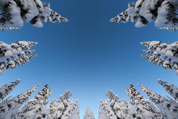 Abeti nevosi contro il cielo blu . — Foto Stock