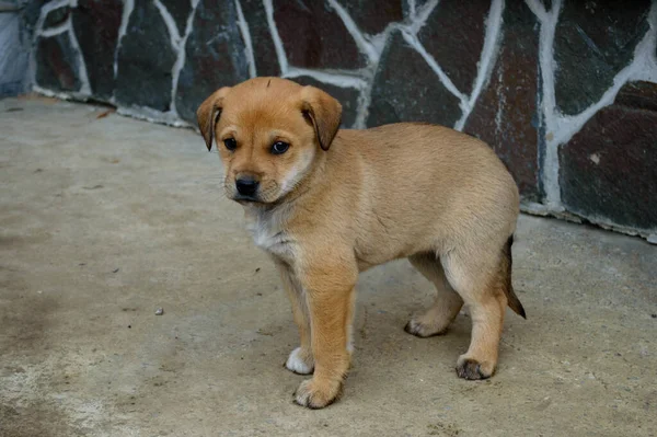 Hüzünlü Bakışları Olan Yalnız Köpek Yavrusu Beton Bir Duvarın Kenarındaki — Stok fotoğraf