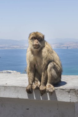 Hayvanları dağda özgürce görmek