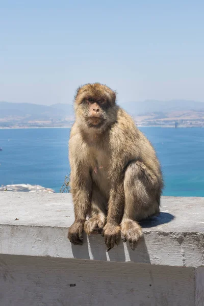 Hayvanları Dağda Özgürce Görmek — Stok fotoğraf