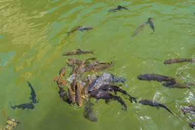 Binanın içindeki bahçe havuzunda balık var.