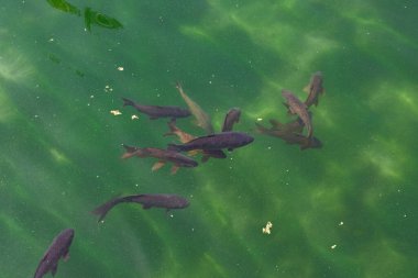 Binanın içindeki bahçe havuzunda balık var.