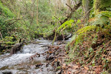 Yürüyüş sırasında nehir manzarası ve bitki örtüsü
