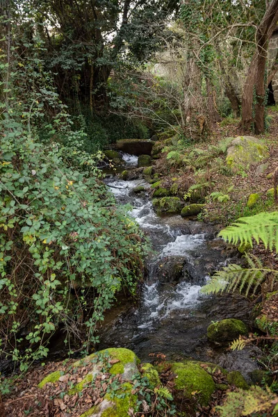 Yürüyüş sırasında nehir manzarası ve bitki örtüsü