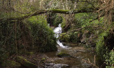 Yürüyüş sırasında nehir manzarası ve bitki örtüsü
