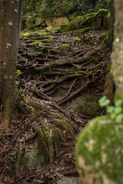 Yoldaki ağaçların köklerine bak.
