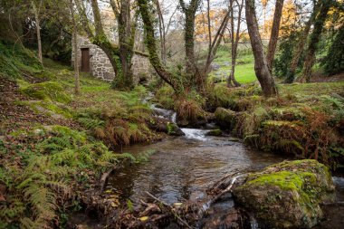Yürüyüş sırasında nehir manzarası ve bitki örtüsü