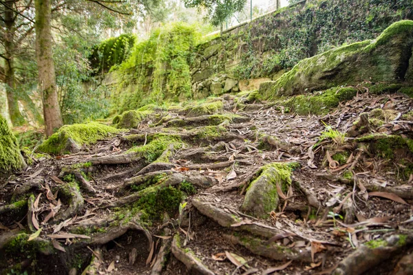 Yoldaki ağaçların köklerine bak.