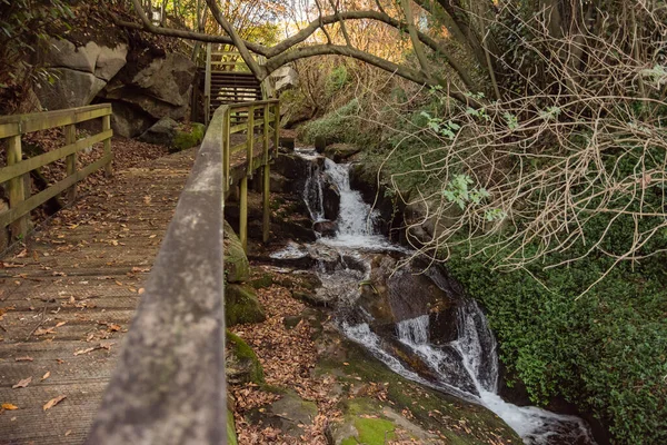 Nehir manzarası, ormanın ortasında ahşap bir geçit..