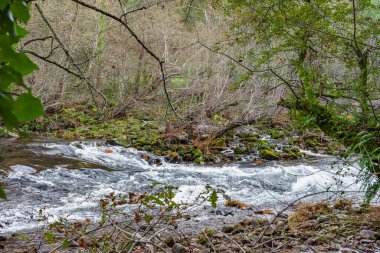 Nehir manzarası ve Galiçya 'nın otonom bitki örtüsü