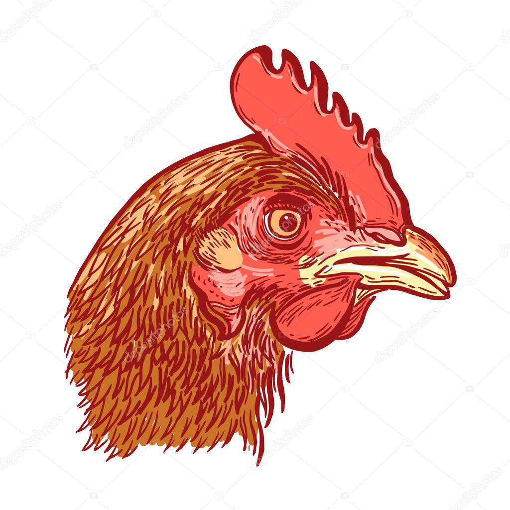 Chicken head. Color hand-drawn engraving. Vector vintage illustration. Isolated on a light background.