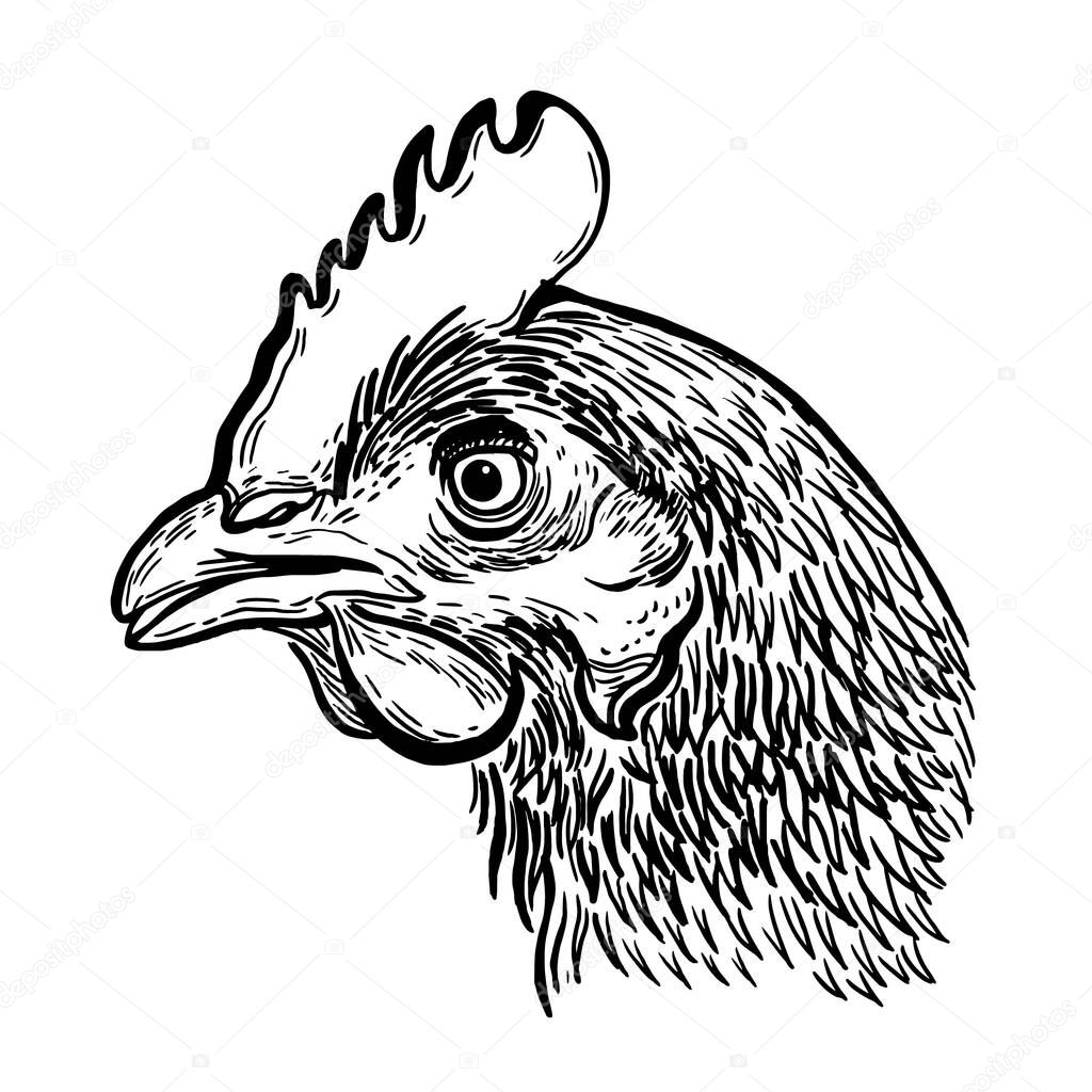 Chicken head. Black and white hand-drawn engraving. Vector vintage illustration. Isolated on a light background.