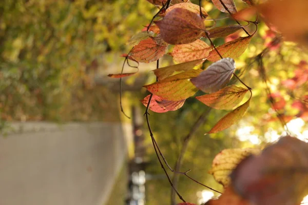 Autumn in the city. Tree branch with dry autumn leaves. Autumn leaves.