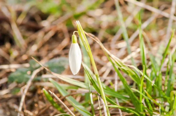 Primrose flower snowdrop — Stock Photo, Image