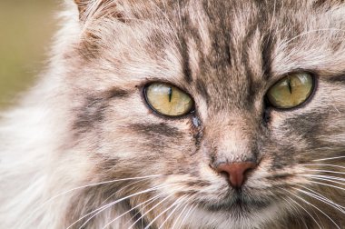 Güzel pofuduk bir kedinin portresi 