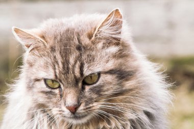 Güzel pofuduk bir kedinin portresi 