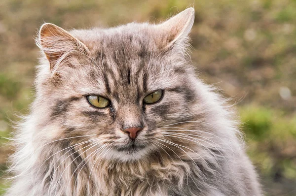 Retrato de un hermoso gato esponjoso — Foto de Stock