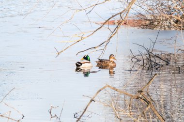 Gün batımında suda ördek 
