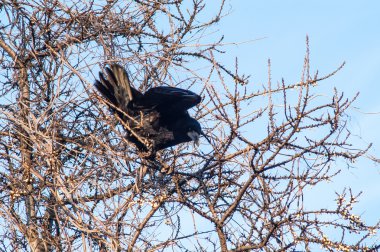 karga ağaç üzerinde