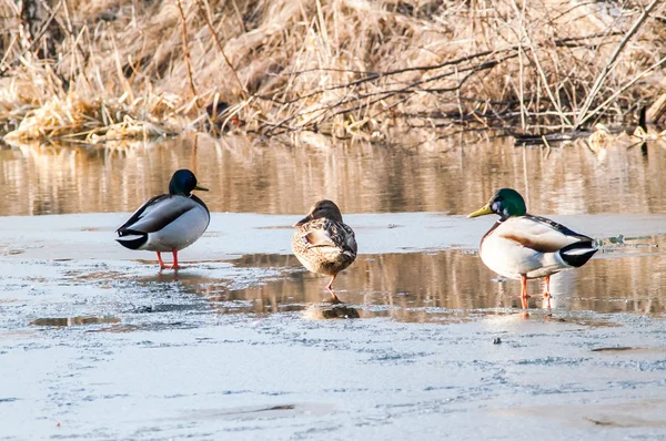 Canard sur l'eau au coucher du soleil — Photo