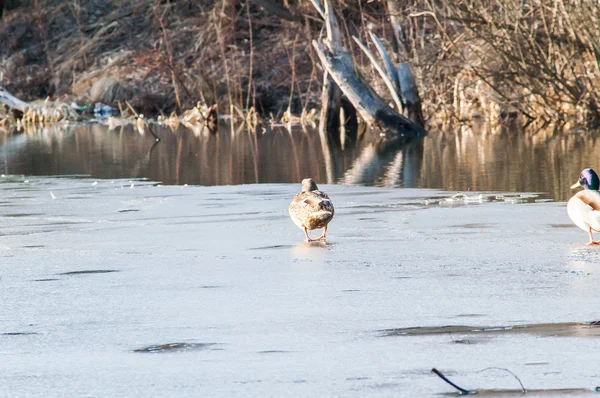 Pato na água ao pôr do sol — Fotografia de Stock