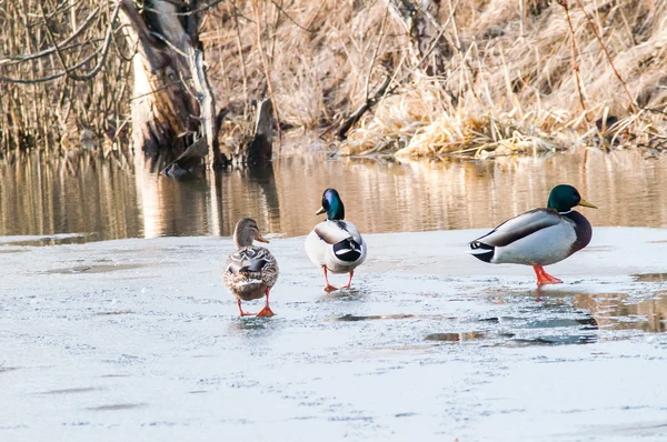 Canard sur l'eau au coucher du soleil — Photo