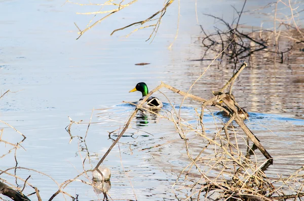 Ente auf dem Wasser bei Sonnenuntergang — Stockfoto