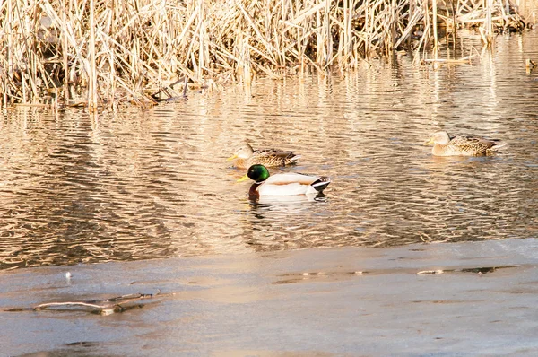 Kachna na vodě při západu slunce — Stock fotografie